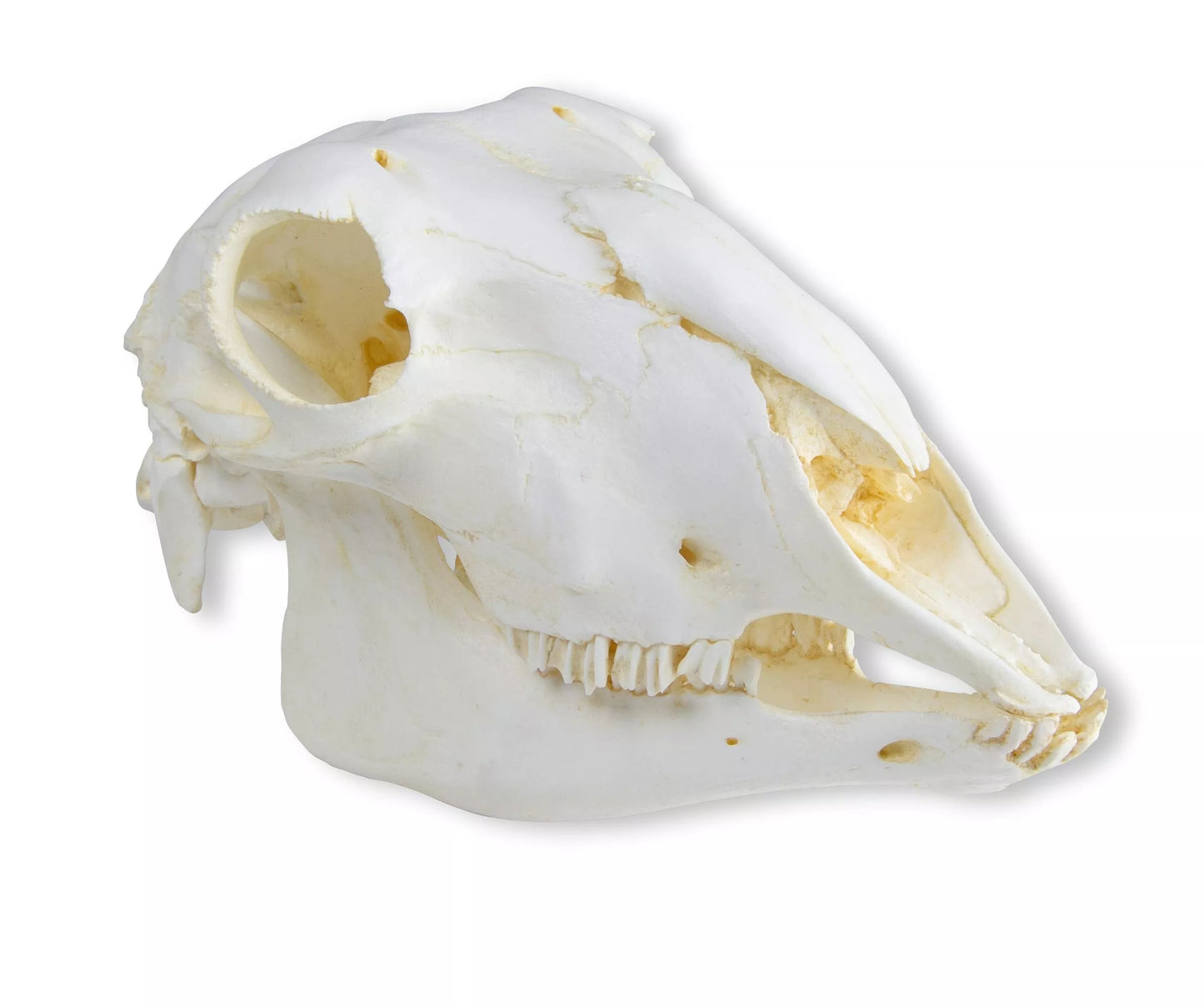 Replica Skull Domestic Sheep, Female (Ovis aries) VET2030 