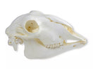 Switch Replica Skull Domestic Sheep, Female (Ovis aries) VET2030 side view 2 image