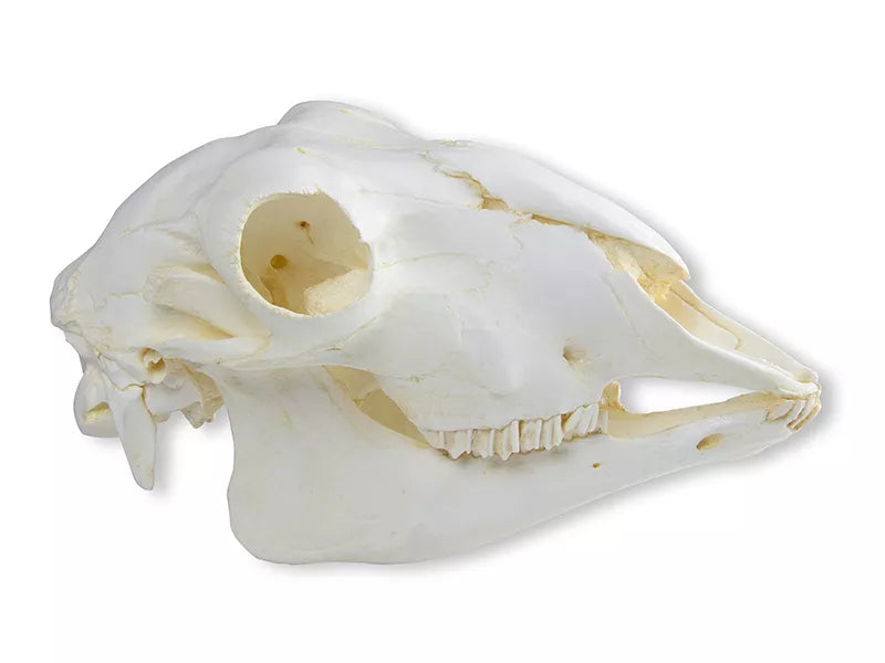 Replica Skull Domestic Sheep, Female (Ovis aries)