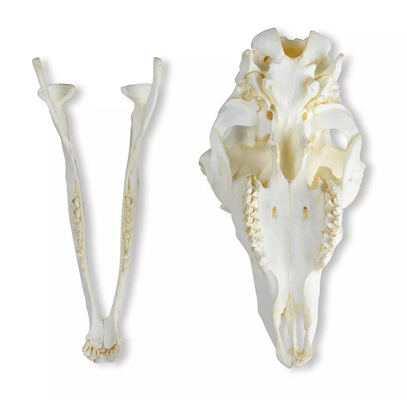 Replica Skull Domestic Sheep, Female (Ovis aries)