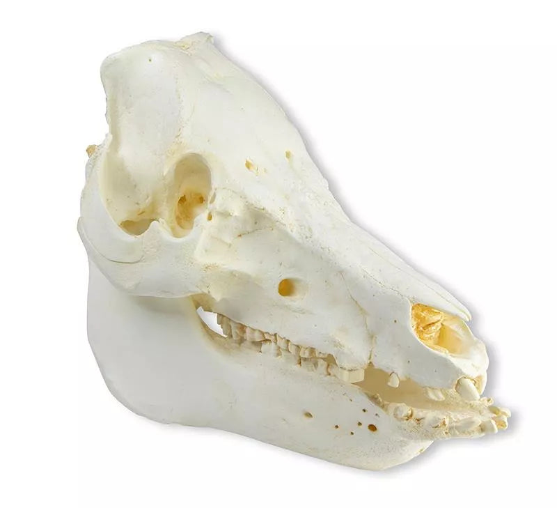 Replica Skull Domestic Pig (Sus Scrofa Domesticus) VET2035 