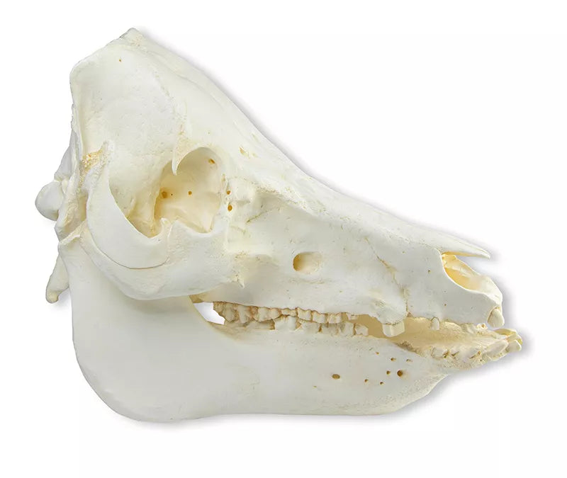 Replica Skull Domestic Pig (Sus Scrofa Domesticus) VET2035 side view