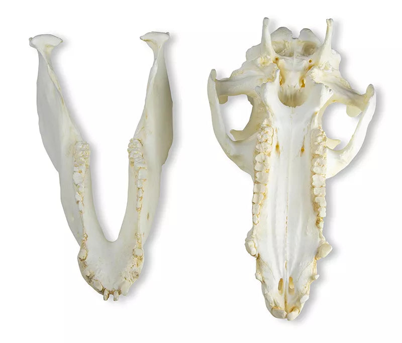 Replica Skull Domestic Pig (Sus Scrofa Domesticus) VET2035 jaw separate