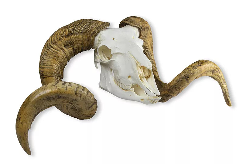 Replica Skull and Horn Merino Sheep Ram (Ovis aries)