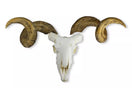 Switch Replica Skull and Horn Merino Sheep Ram (Ovis aries) VET2040 horns separated 2 image