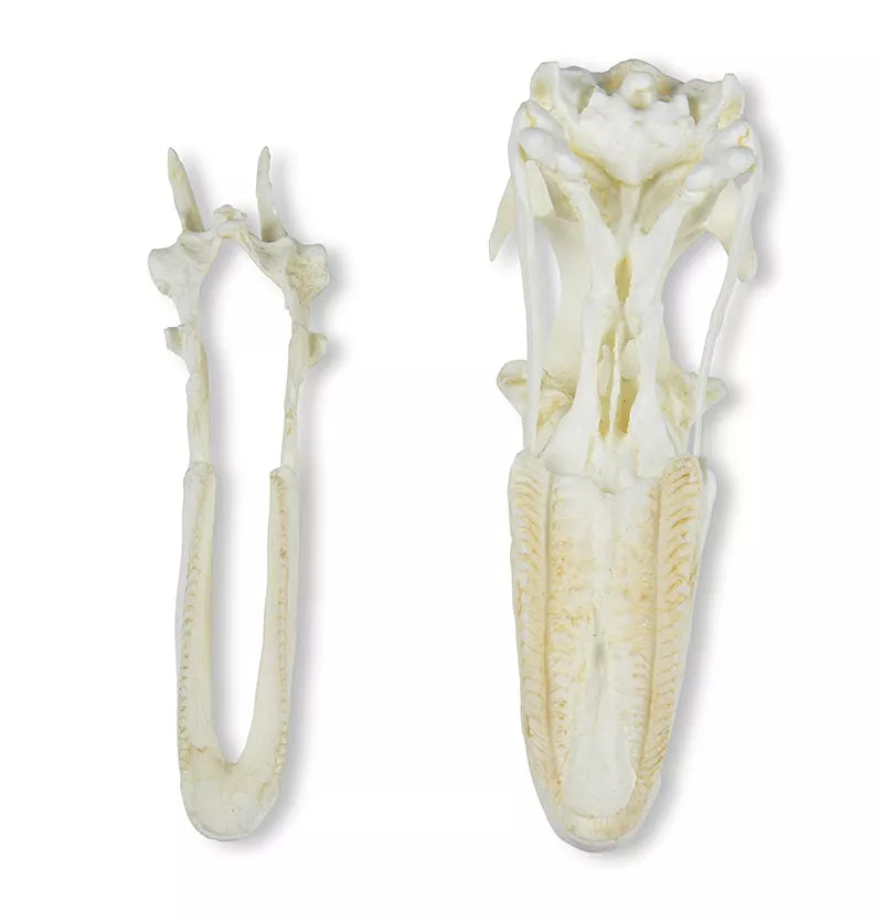 Replica Skull Domestic Goose (Anser spec.)