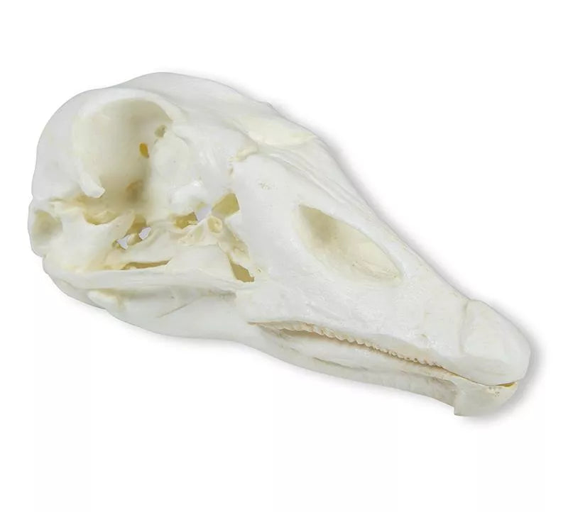 Replica Skull Domestic Goose (Anser spec.) VET2065 Side View front side view