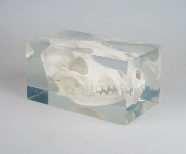 Canine Skull in Transparent Plastic Block