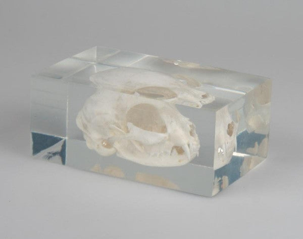 Feline Skull in Transparent Plastic Block