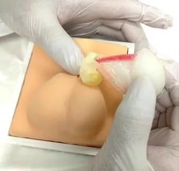 Canine Castration Training Model