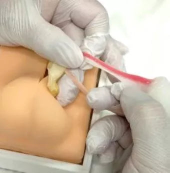 Canine Castration Training Model VET4530 image 3
