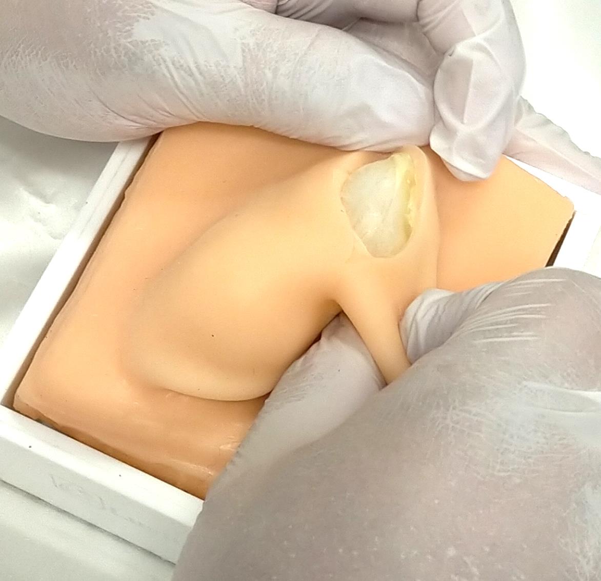 Canine Castration Training Model