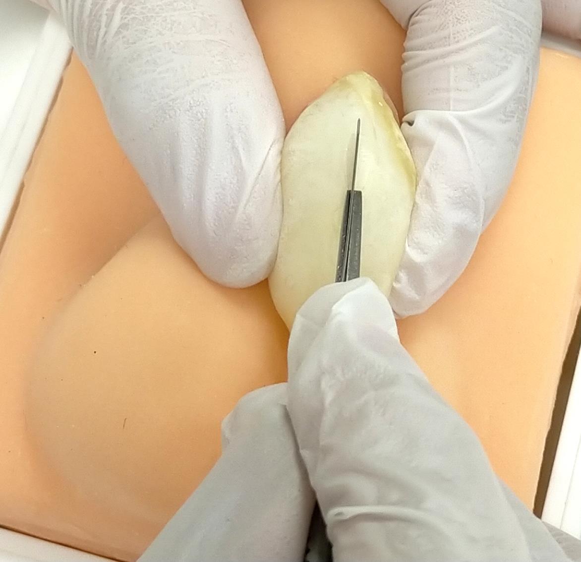 Canine Castration Training Model