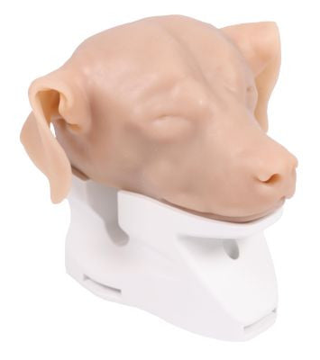 Lateral Aspect of the K9 Otoscopy Canine Simulator