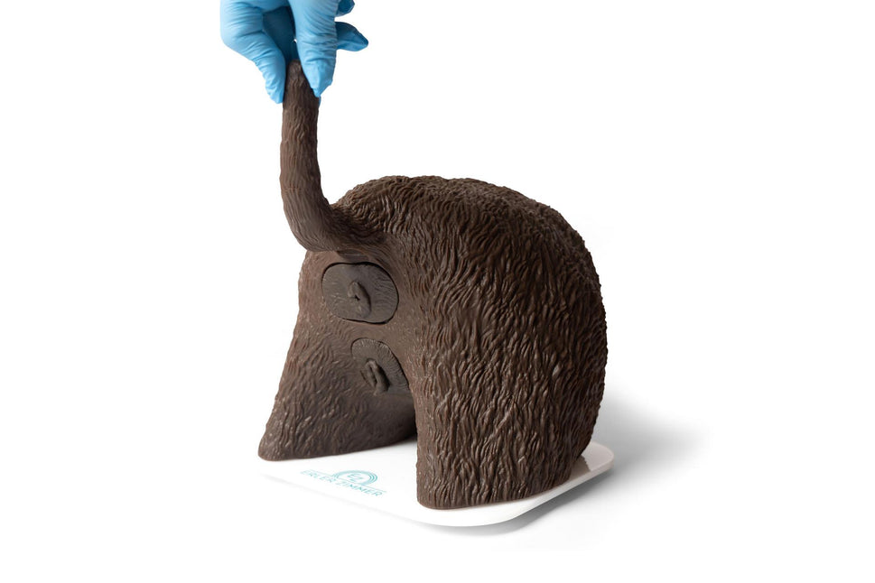 “Cathy” Female Canine Catheterisation Simulator