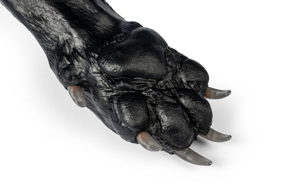 Canine Claw Trimming Trainer