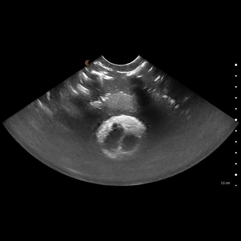 Lillie Canine Ultrasound Phantom Training Kit VET4850 Image 12