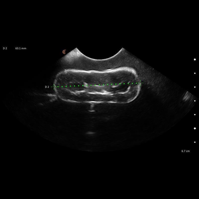 'Lillie' Canine Ultrasound Phantom Training Kit