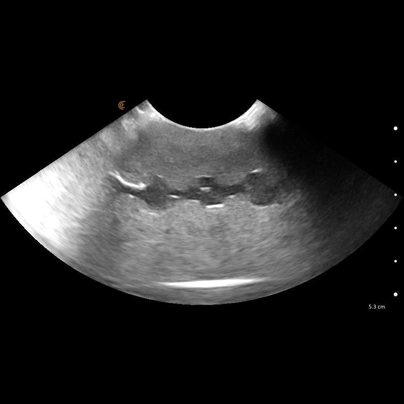 Lillie Canine Ultrasound Phantom Training Kit VET4850 Image 14