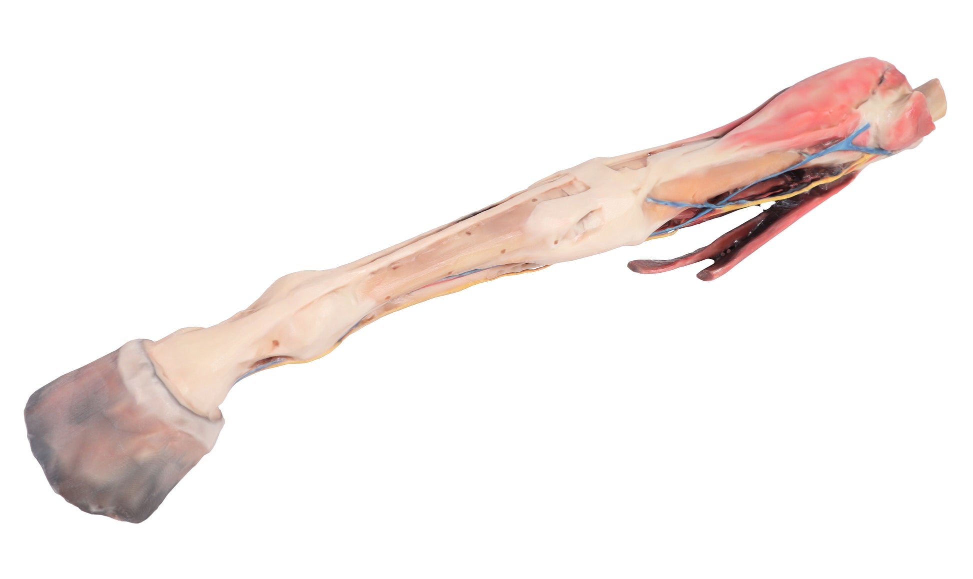 Horse Fore/Hind Limb 3D Printed Model (1/3 life size)
