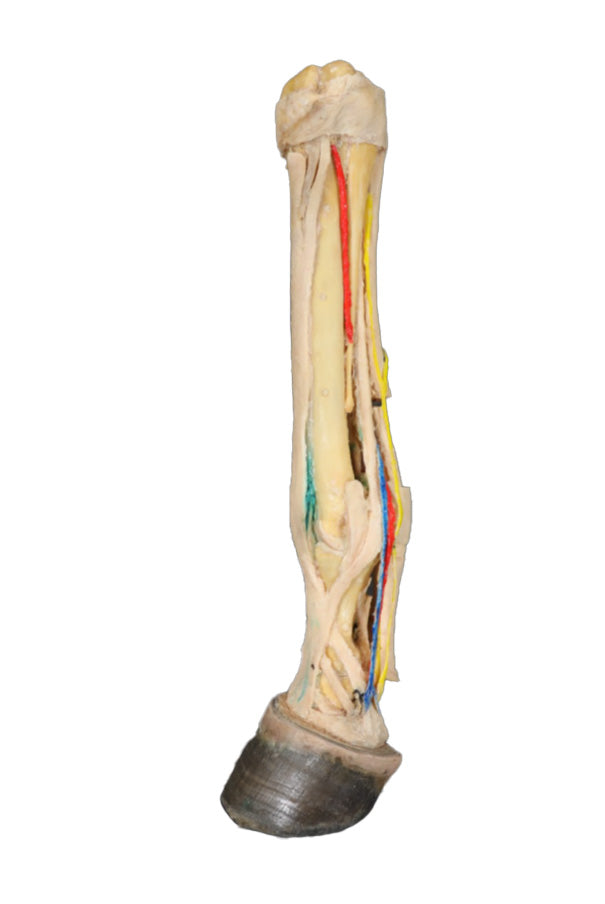 Horse Foot Deep Palmar Dissection 3D Printed Model