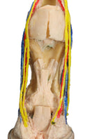 Switch 3D Printed Equine Horse Foot Model VP10040 Detailed view 2 image