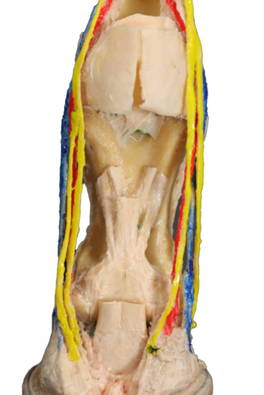 3D Printed Equine Horse Foot Model VP10040 Detailed view