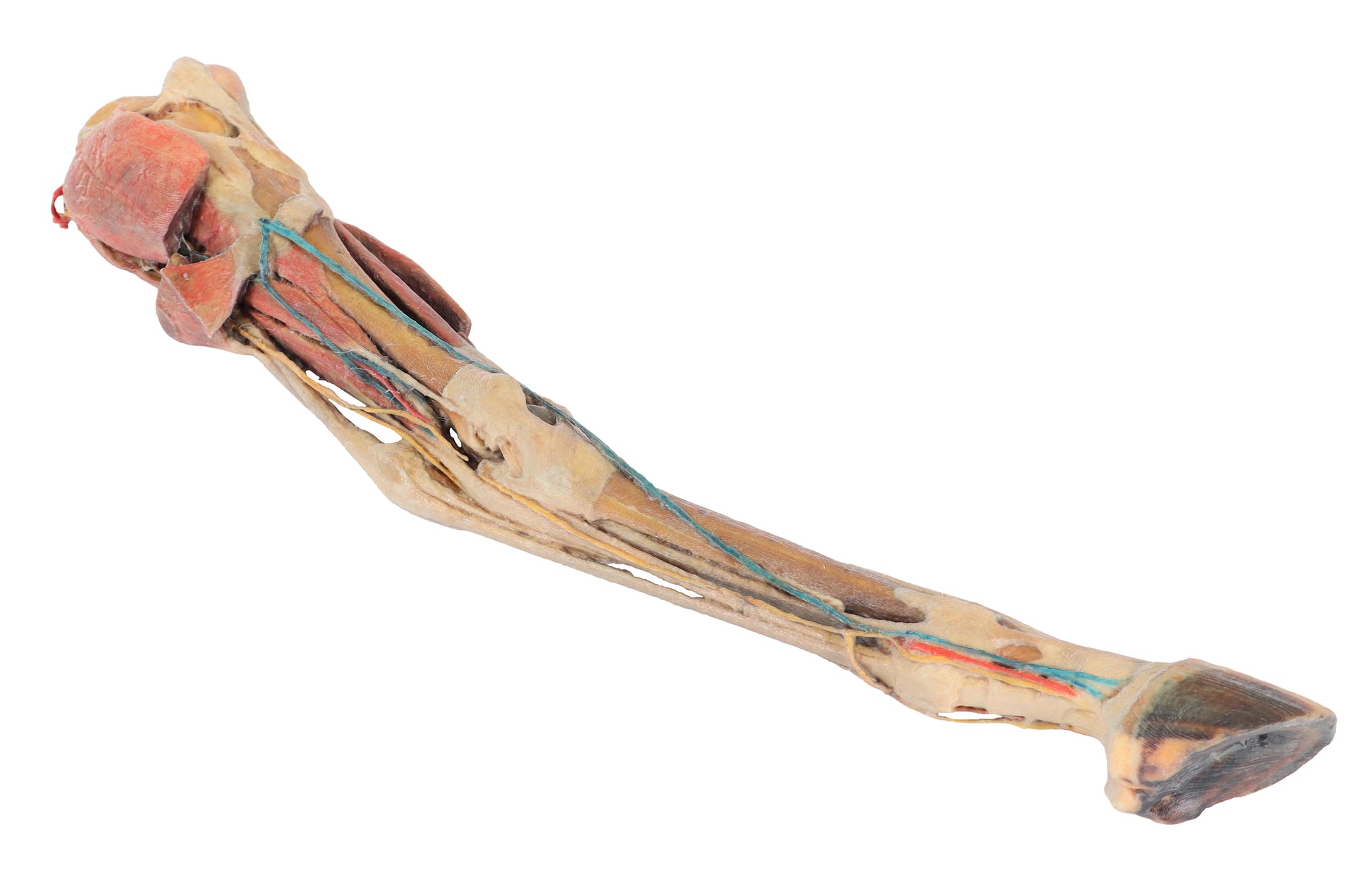 Horse Fore/Hind Limb 3D Printed Model (1/3 life size)