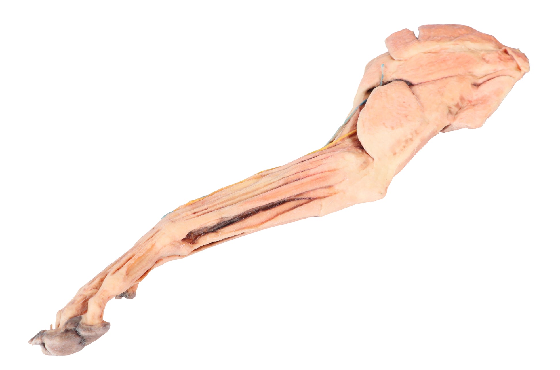 Canine Fore/Hind Leg 3D Printed Model