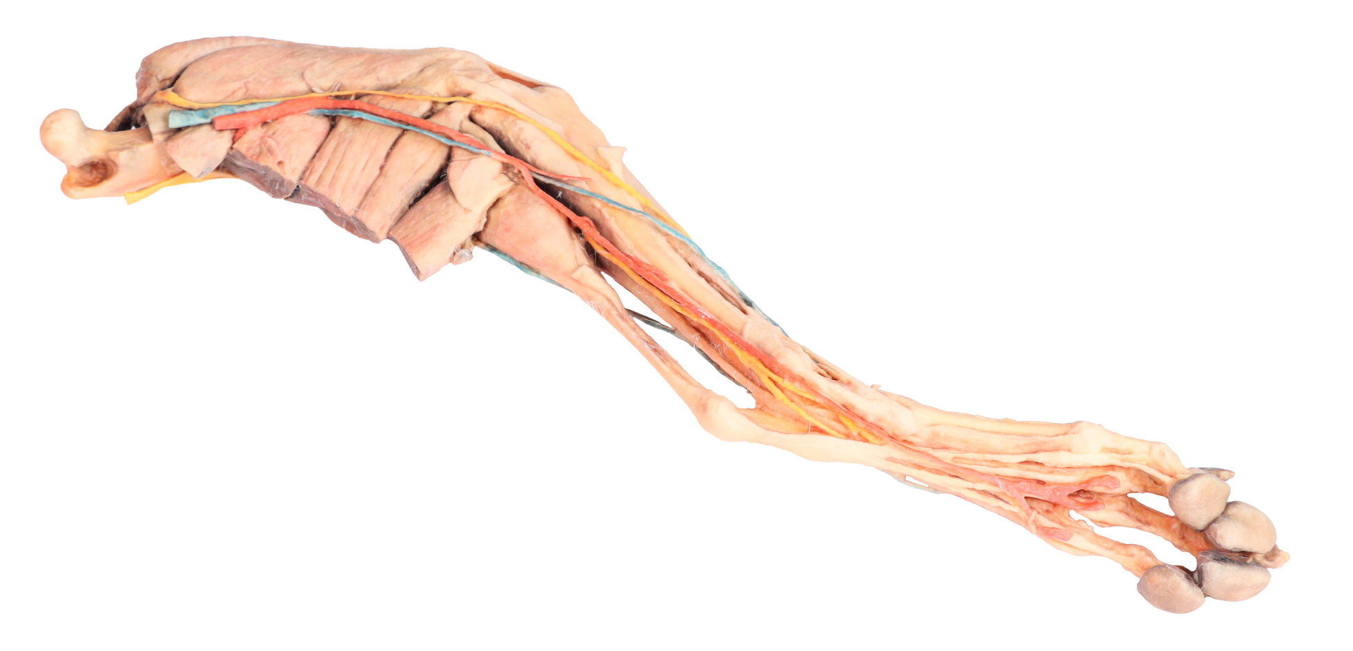 Canine Fore/Hind Leg 3D Printed Model