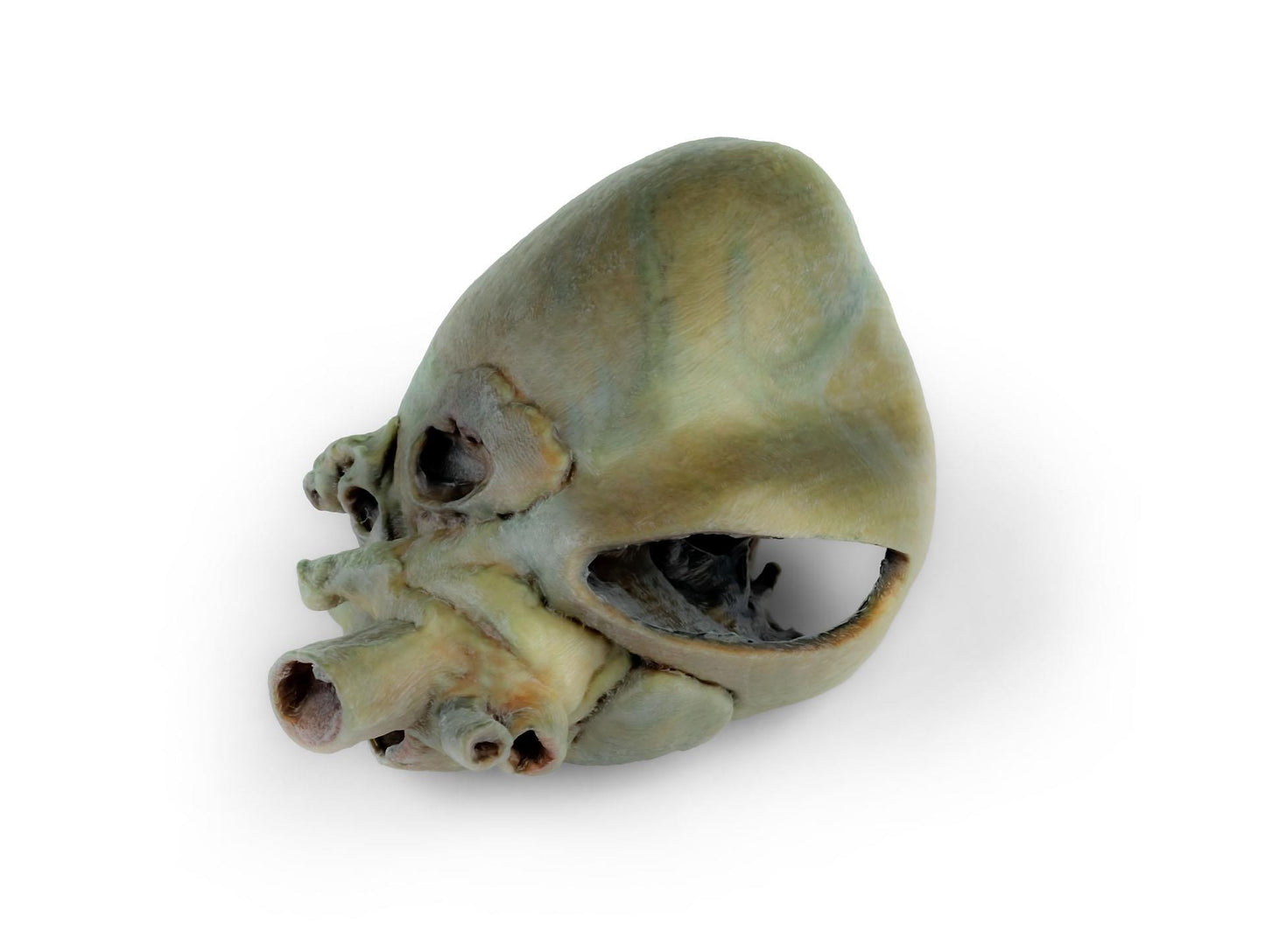 3D Printed Canine Heart with Dissection VP9030