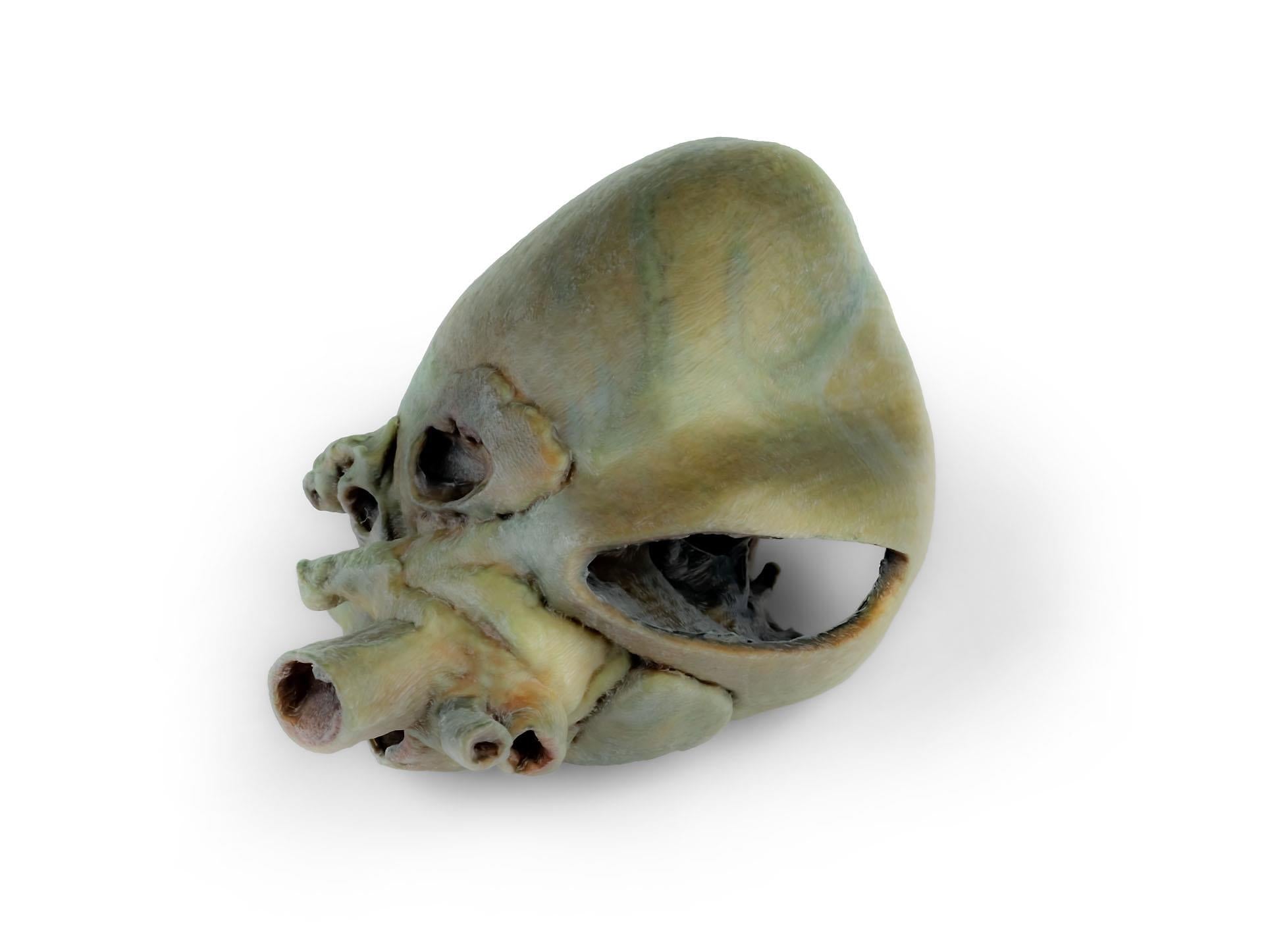 Canine Heart with Dissection 3D Printed Model