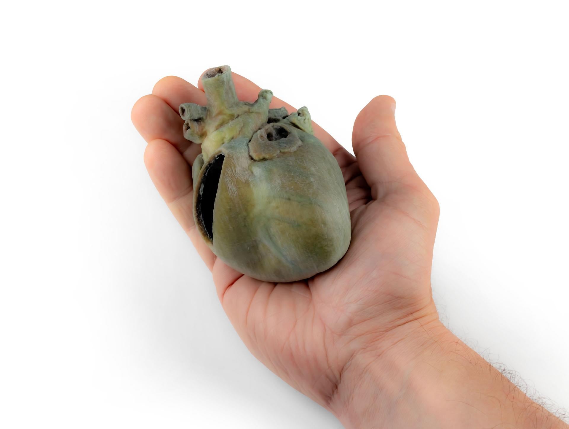 Canine Heart with Dissection 3D Printed Model