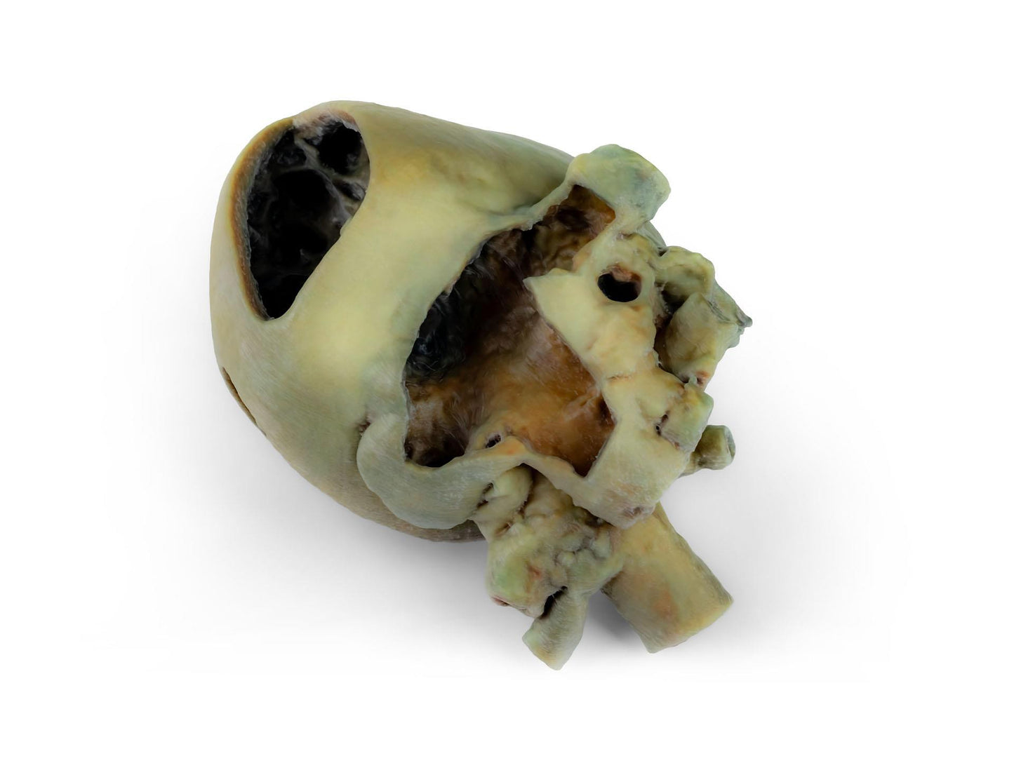 3D Printed Canine Heart with Dissection VP9030