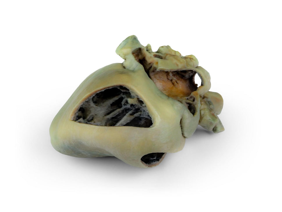 Canine Heart with Dissection 3D Printed Model