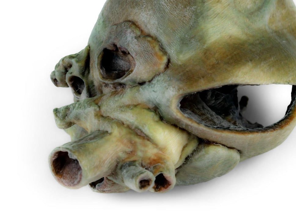 Canine Heart with Dissection 3D Printed Model