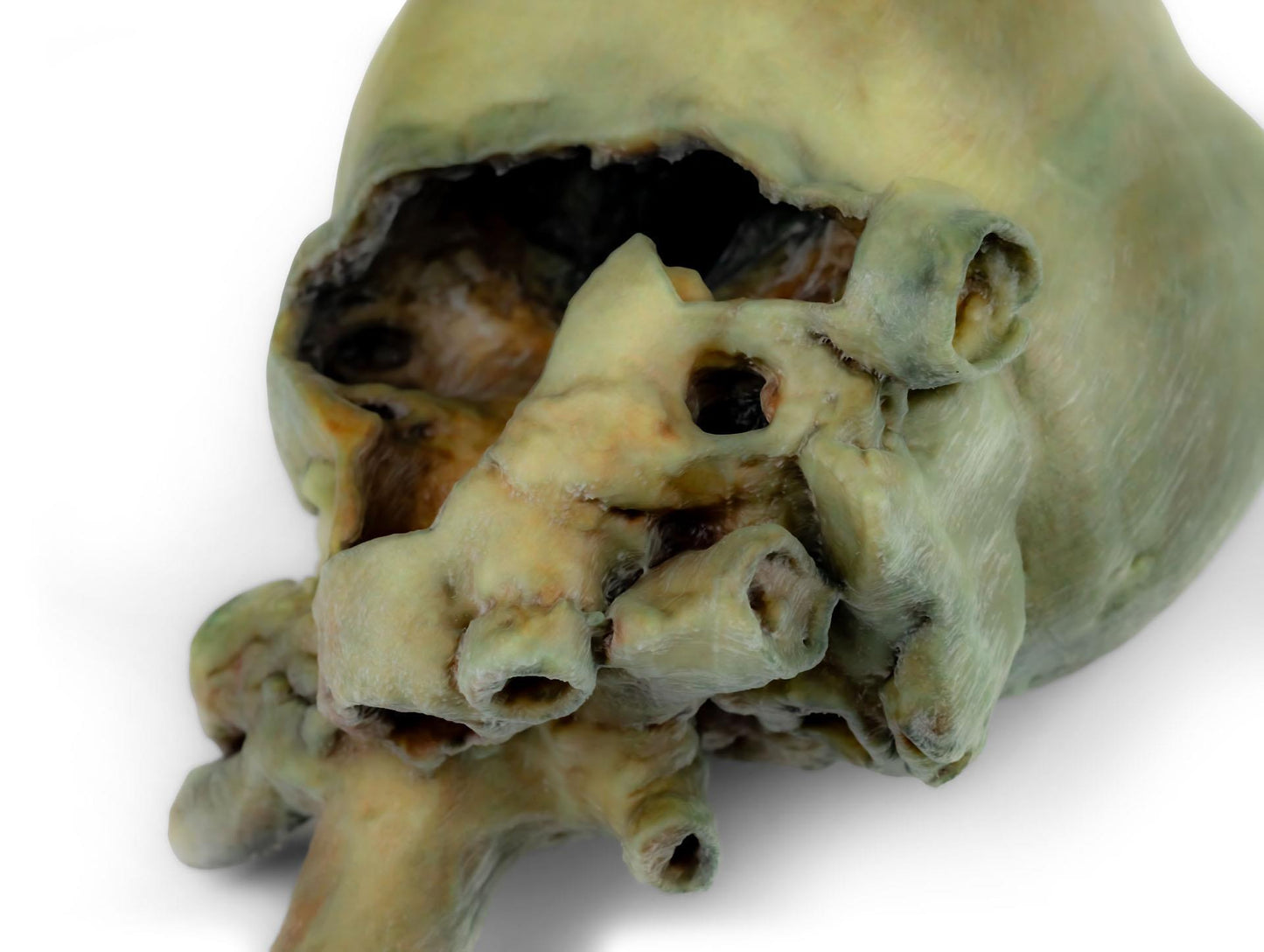 3D Printed Canine Heart with Dissection VP9030