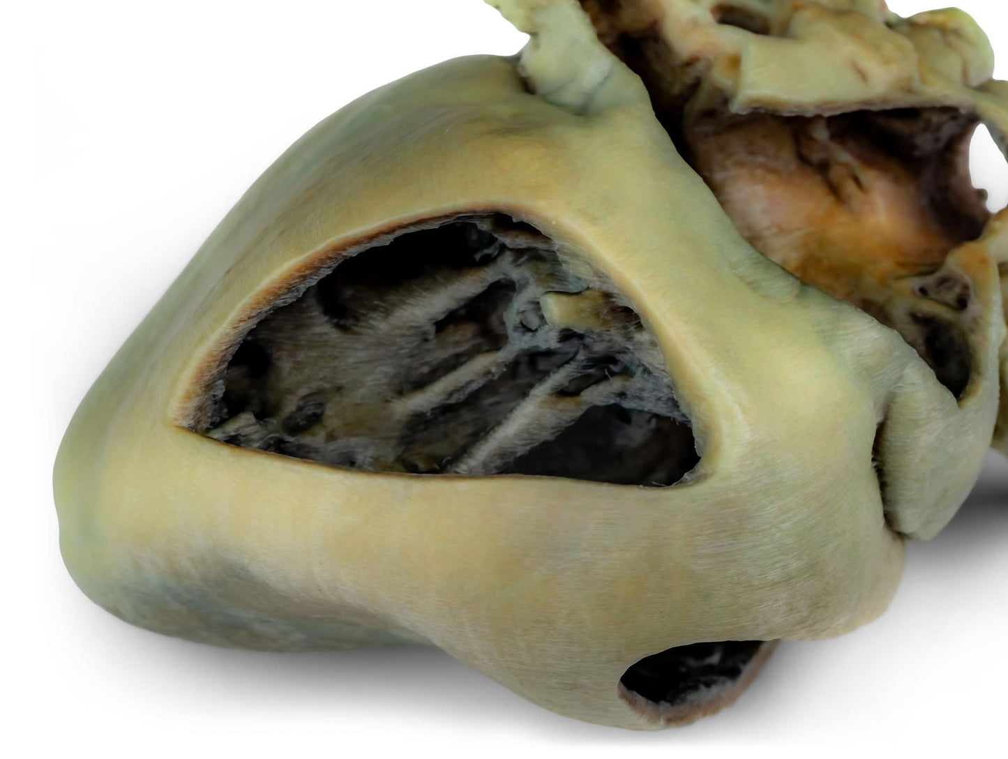 3D Printed Canine Heart with Dissection VP9030
