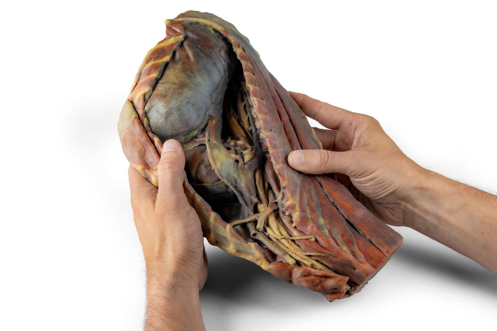 Canine Thoracic Cavity 3D Printed Model