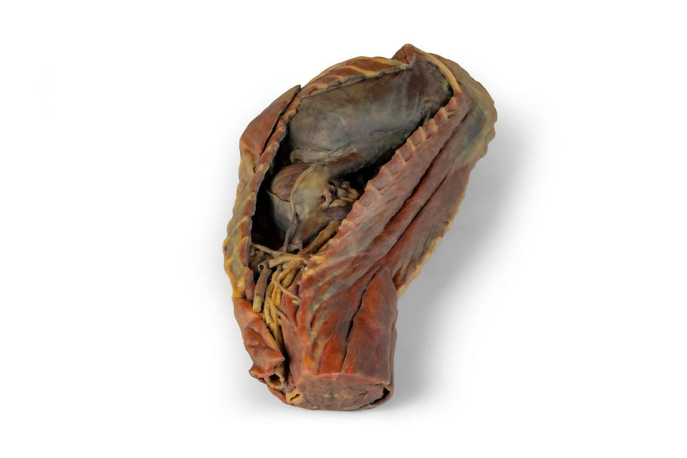 Canine Thoracic Cavity 3D Printed Model