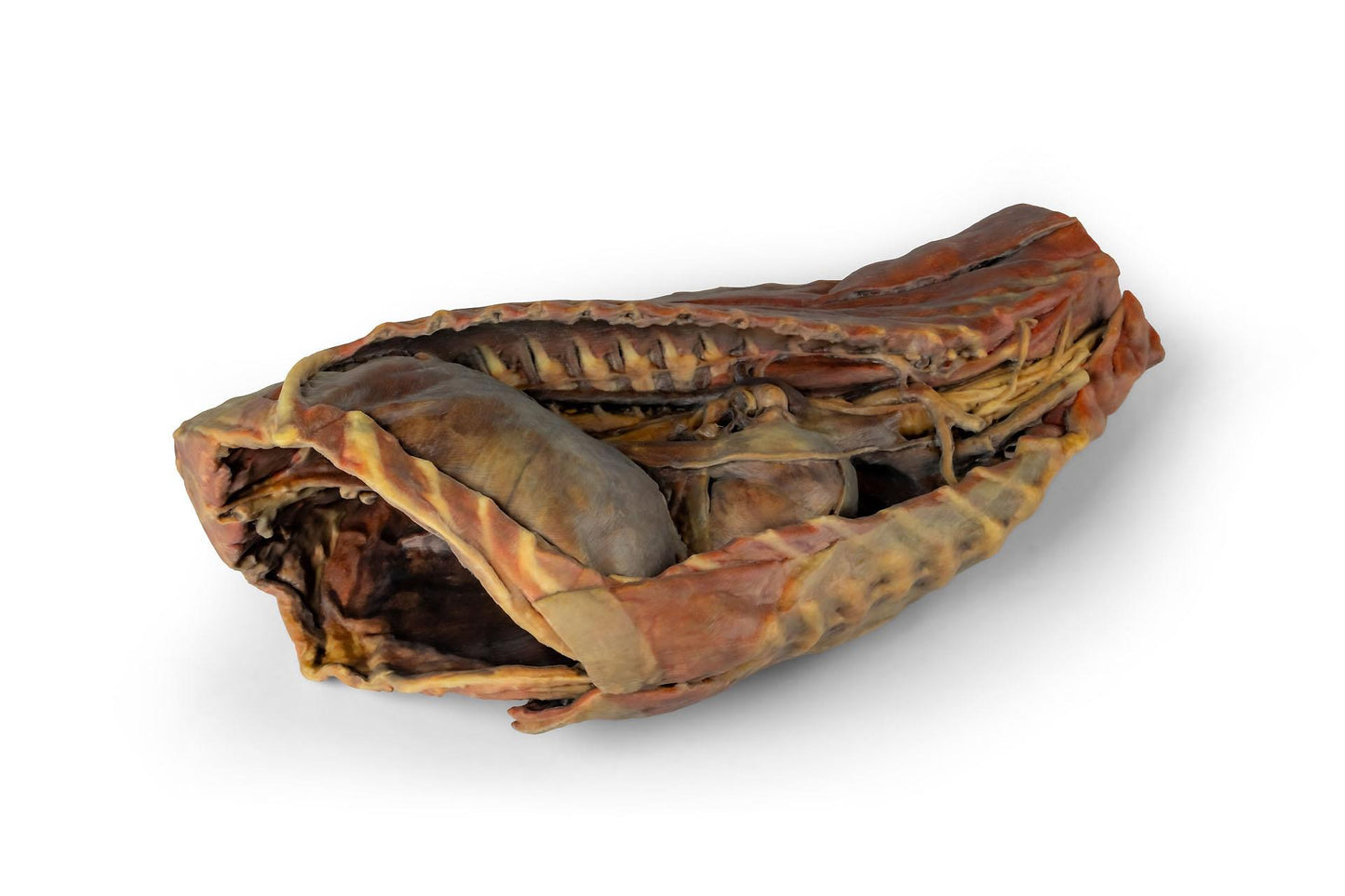 Canine Thoracic Cavity 3D Printed Model