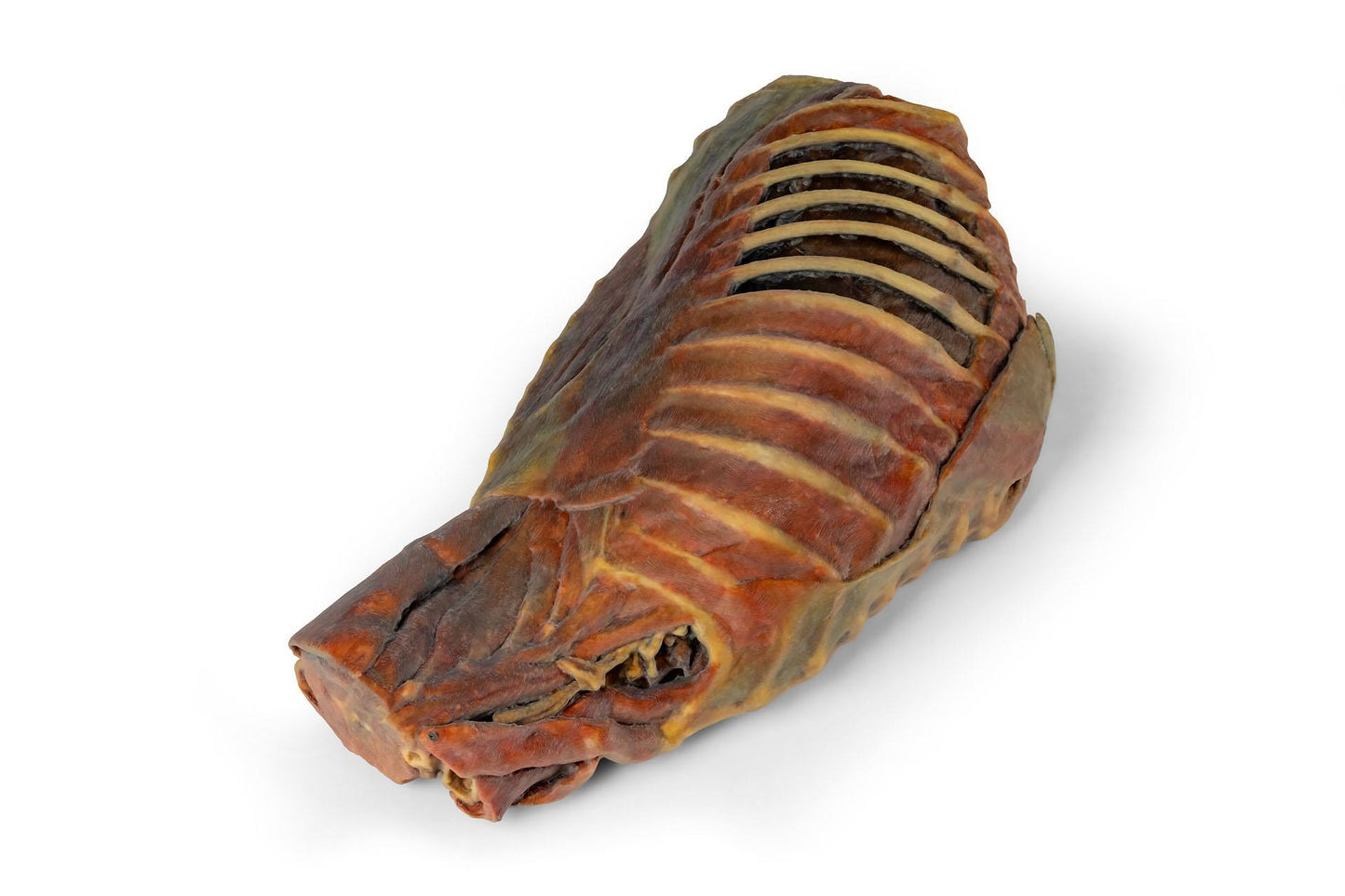Canine Thoracic Cavity 3D Printed Model