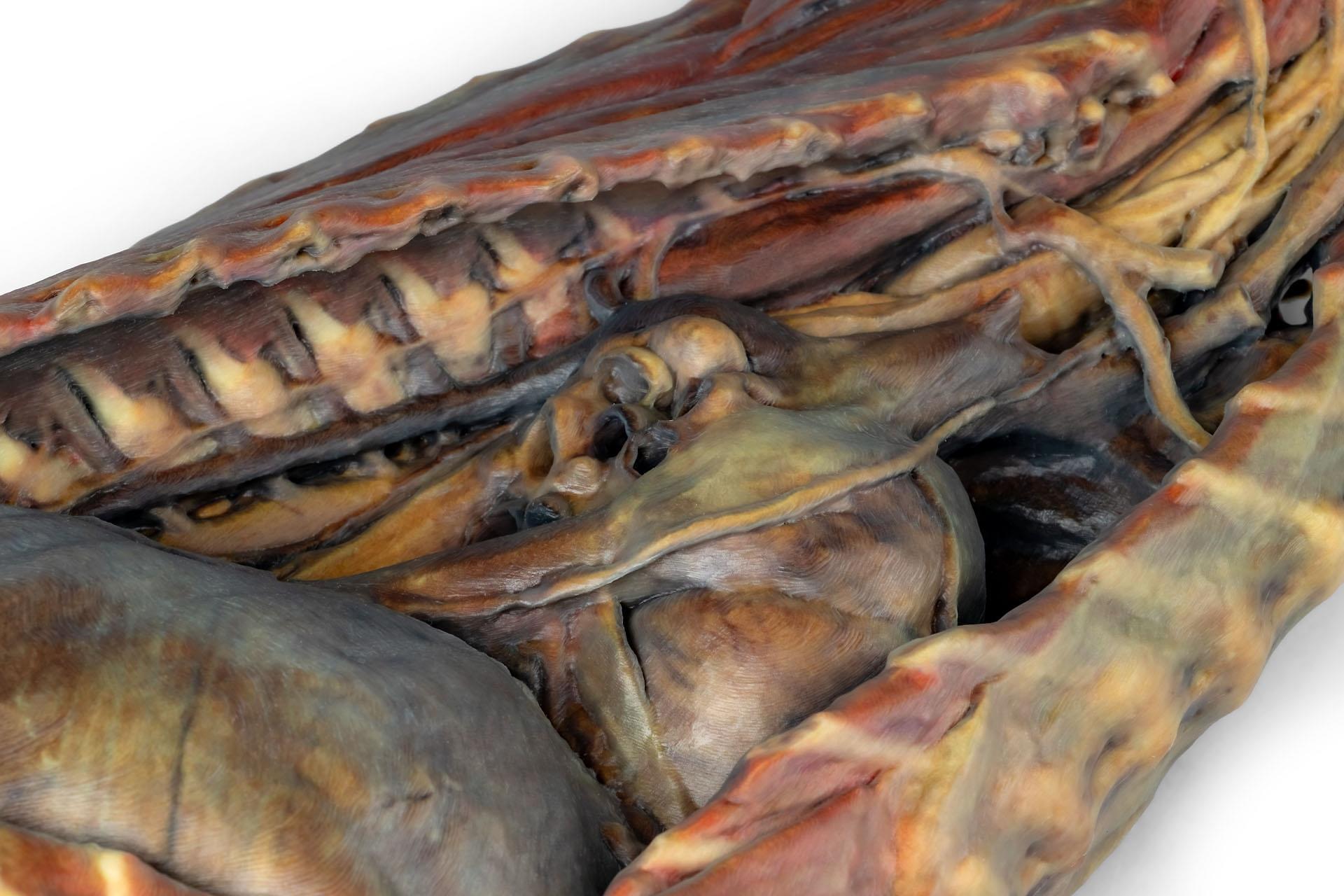 Canine Thoracic Cavity 3D Printed Model