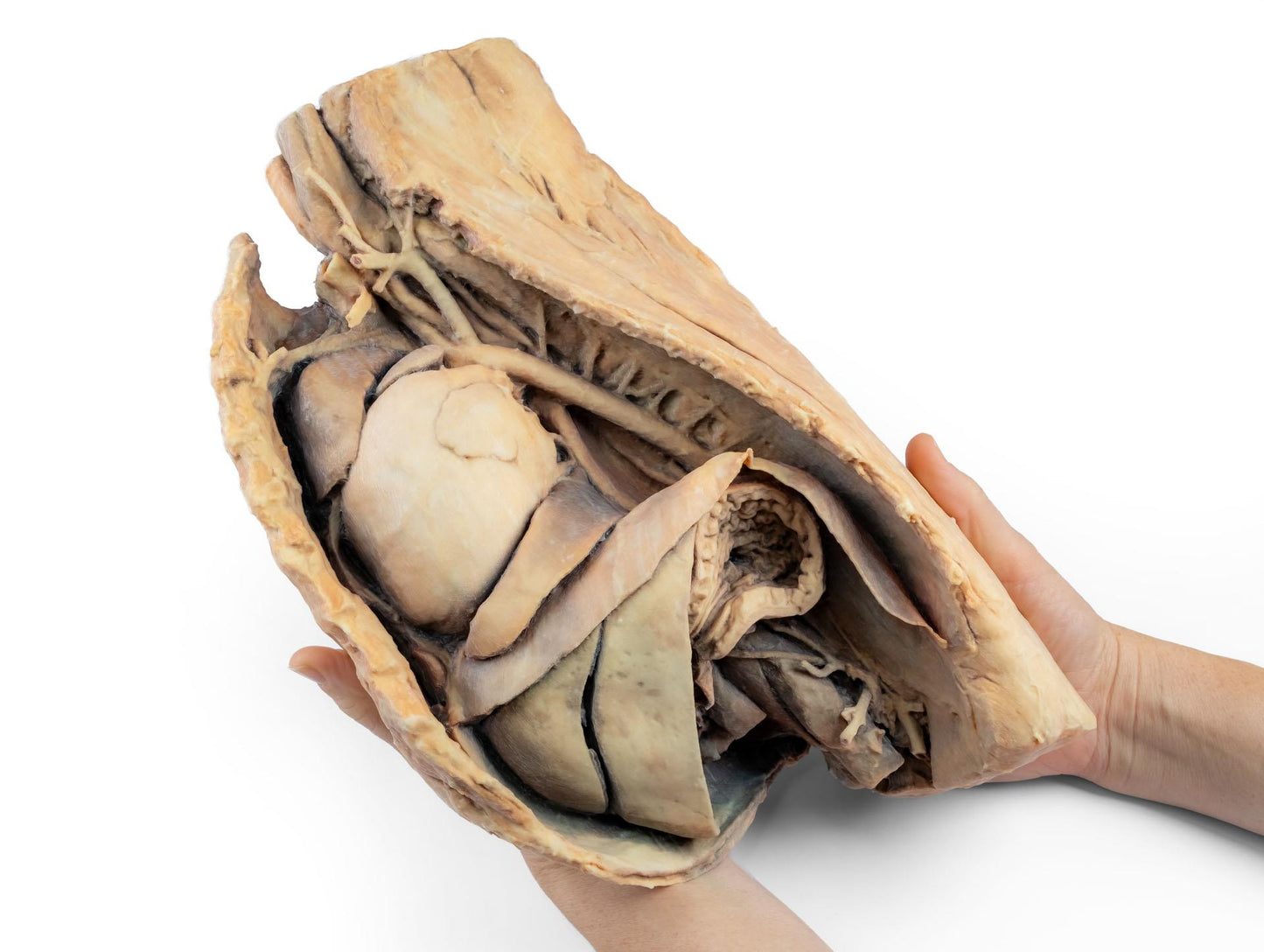 Canine Thoracic Cavity Left Side 3D Printed Model
