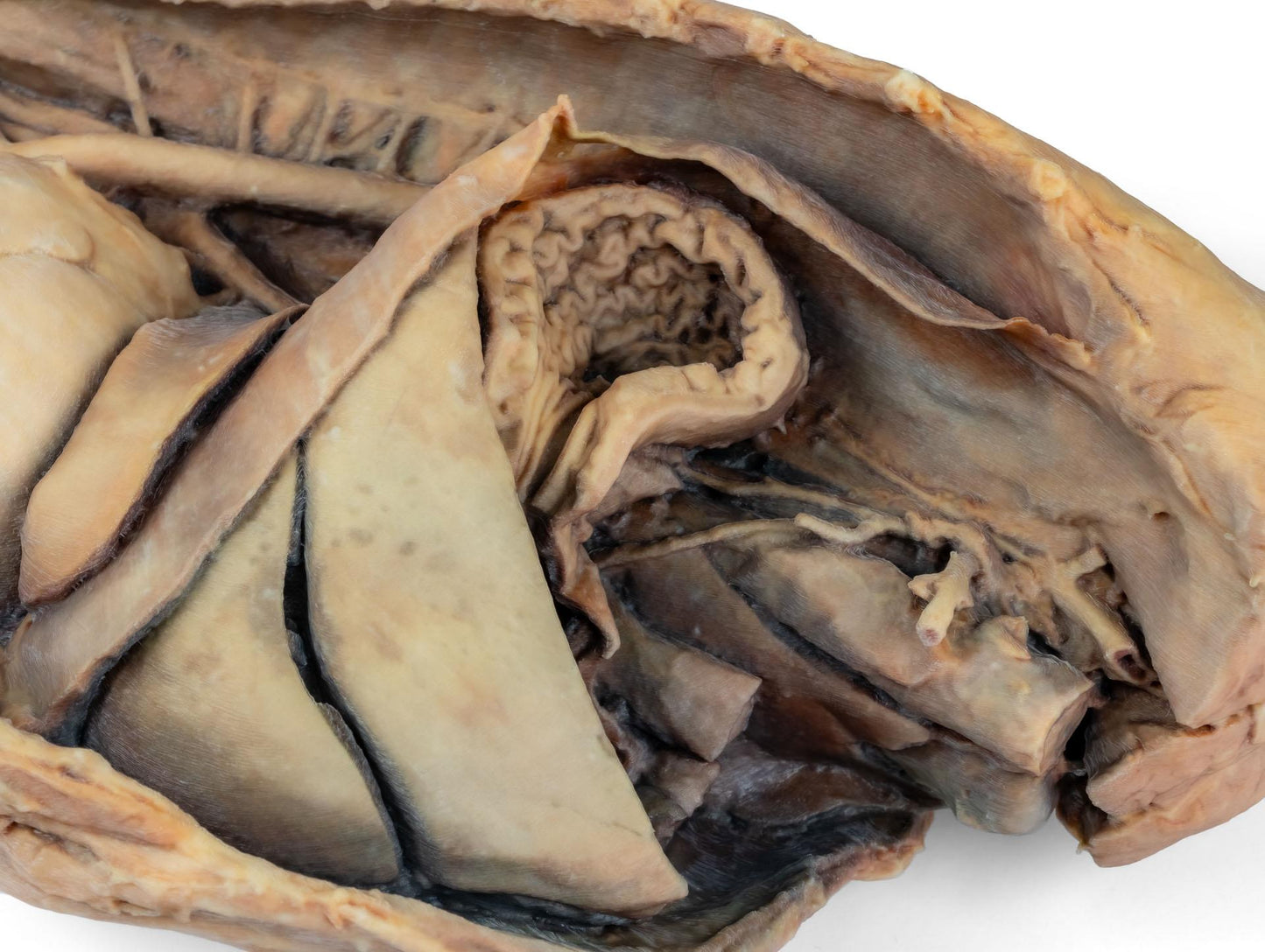 Canine Thoracic Cavity Left Side 3D Printed Model