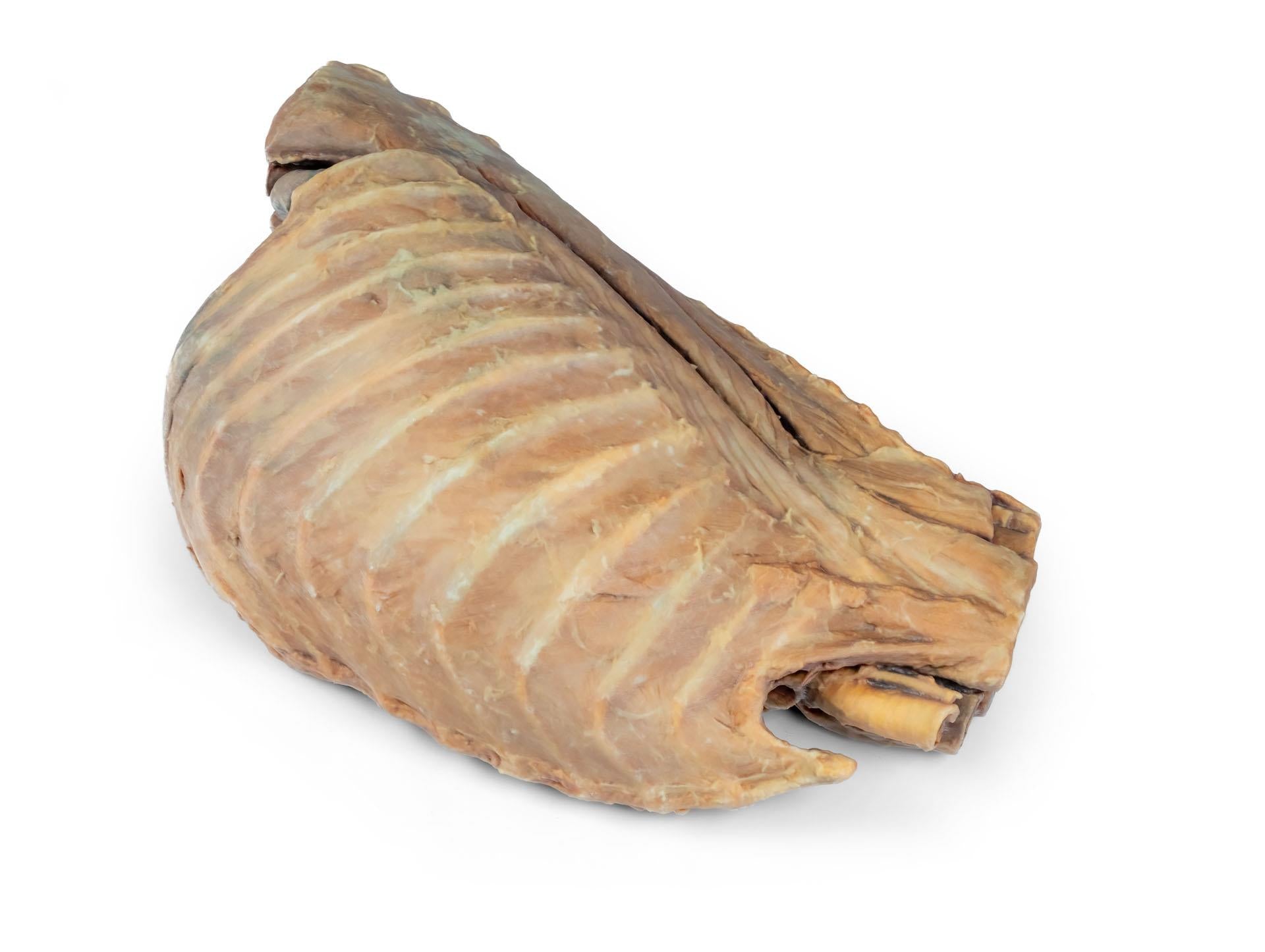 Canine Thoracic Cavity Left Side 3D Printed Model