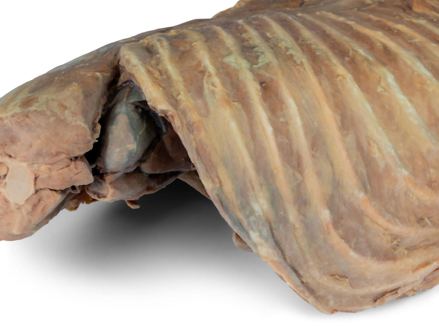 Canine Thoracic Cavity Left Side 3D Printed Model
