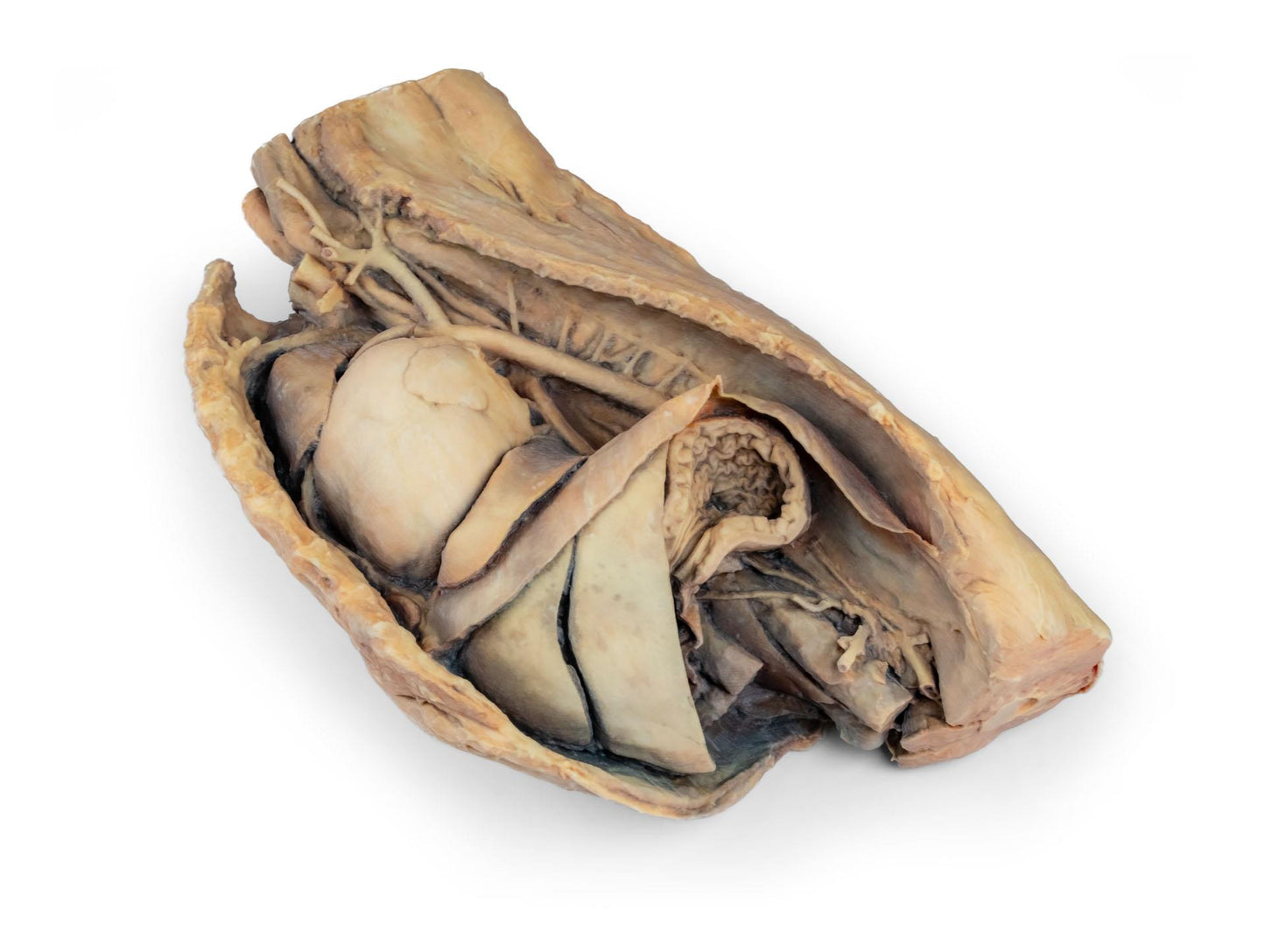 Canine Thoracic Cavity Left Side 3D Printed Model