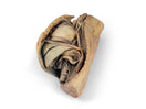 Switch Canine Thoracic Cavity Left Side 3D Printed Model 3 image