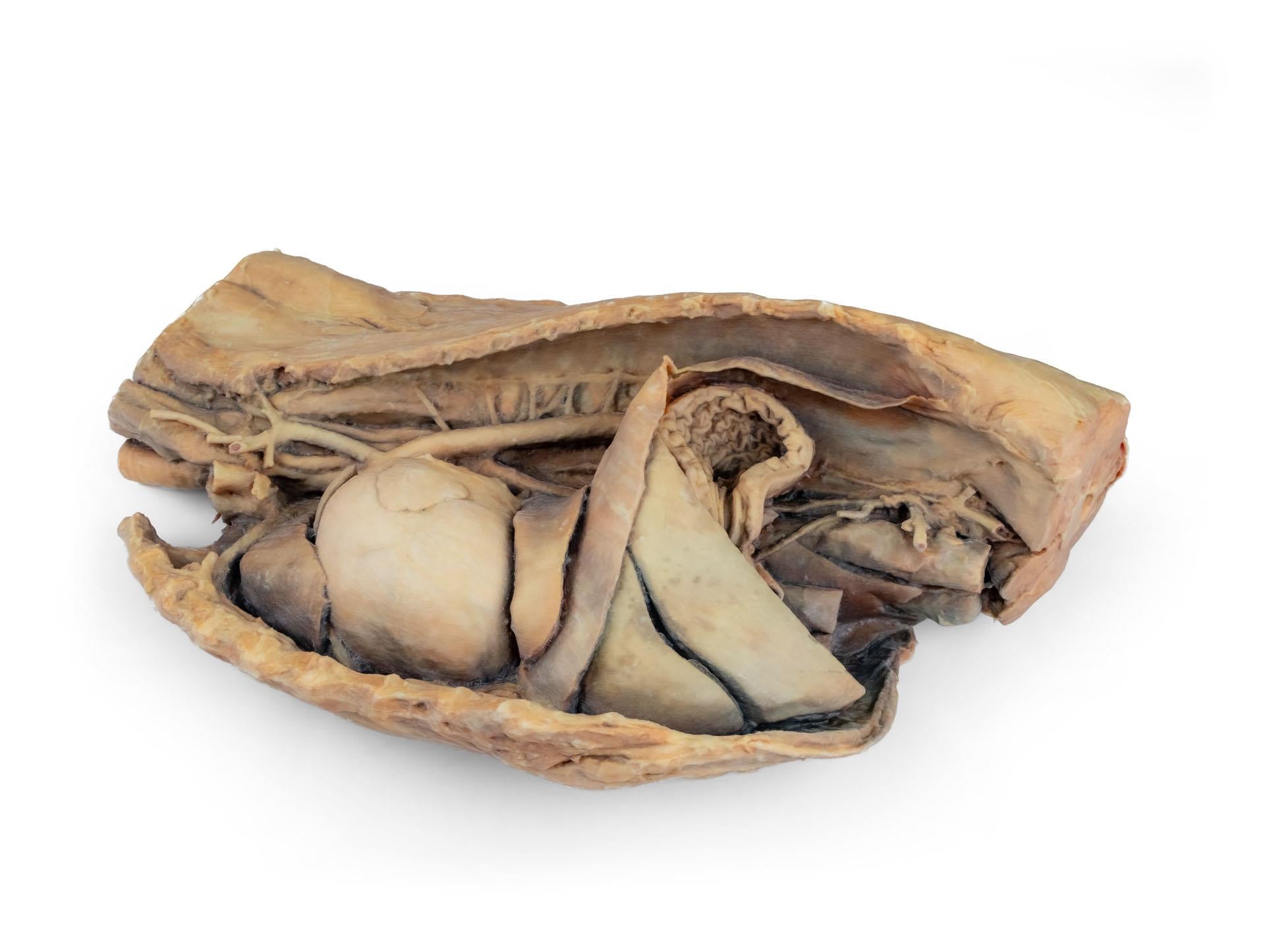 Canine Thoracic Cavity Left Side 3D Printed Model